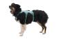 Preview: Ruffwear Web Master Hundegeschirr River Rock Green Gr. S Preview: Ruffwear Web Master Hundegeschirr River Rock Green Gr. S